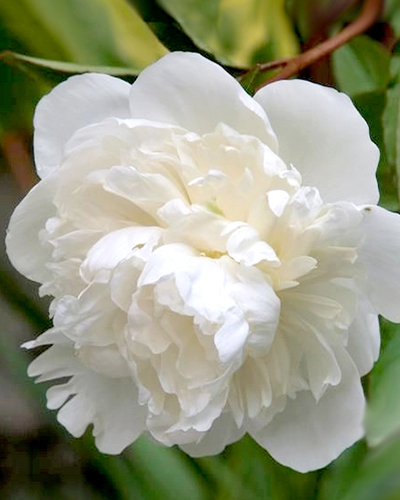PAEONIA DUCHESSE DE NEMOURS 10 kusov